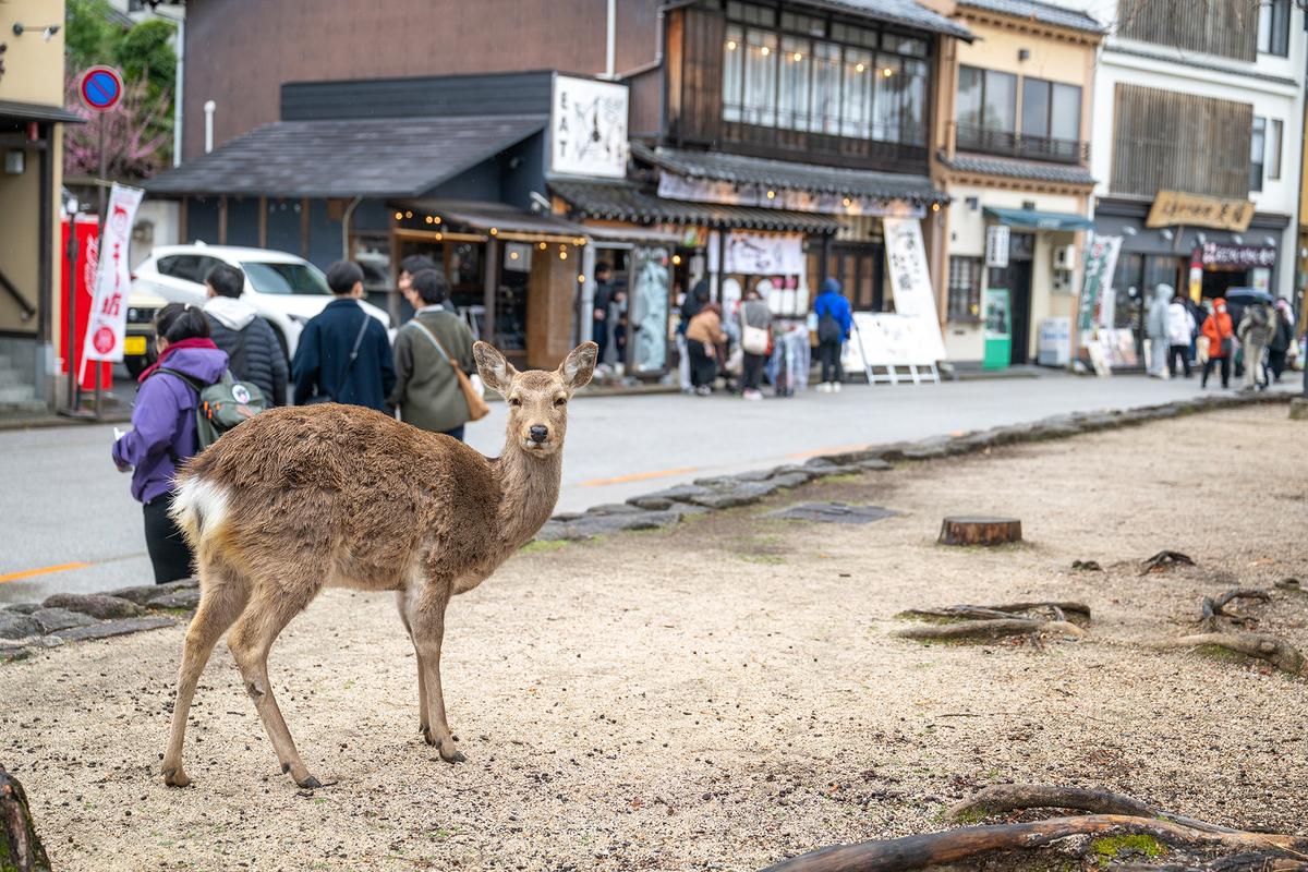 Sika deer are deeply revered in Shinto belief as messengers of the gods. They roam freely throughout Miyajima Island and have become adapted to humans. (Michael Gordon/Shutterstock)
