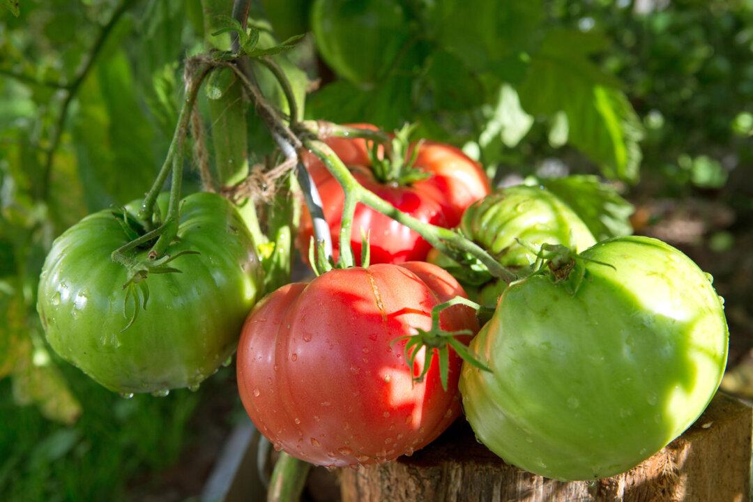 Heat-Resistant Veggies for an Easy Summer Garden