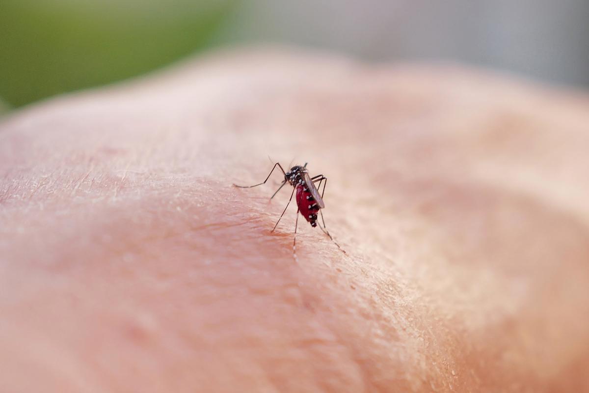 Standard Malaria Treatment Works Well Against Resistant Strains: Study