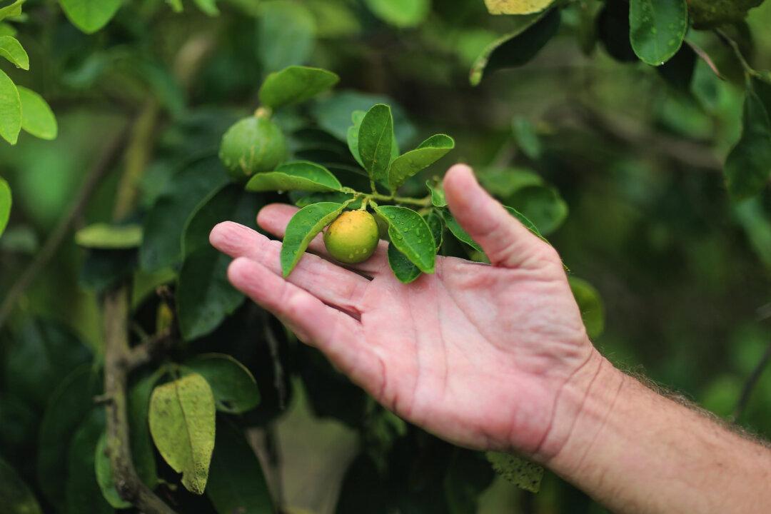 Guy Davies, an inspector of the Florida Division of Plant Industry, shows an orange with signs of citrus greening, in Fort Pierce, Fla., on May 13, 2013. The Asian citrus psyllid carries the bacterium causing the huanglongbing infection—known as citrus greening—from tree to tree. (Joe Raedle/Getty Images)