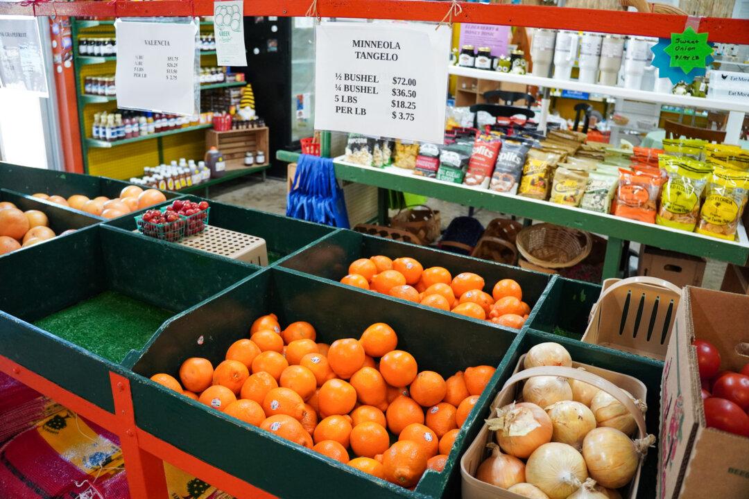 How a Tiny Insect Decimated Florida’s Citrus, and What Orchardists Are Doing About It
