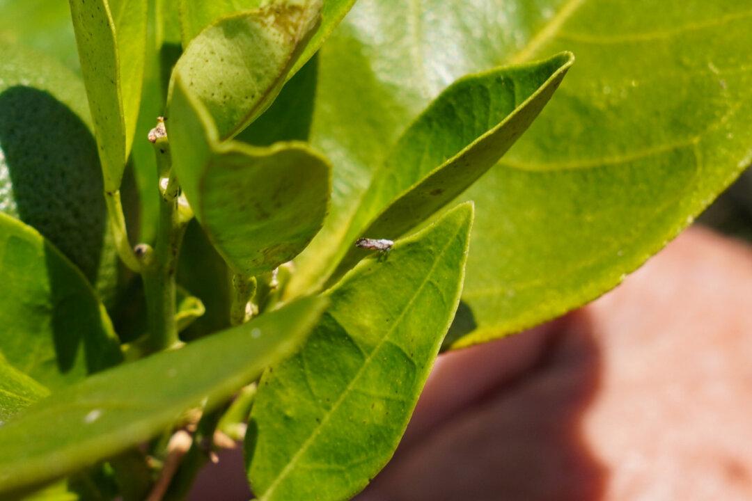 (Left) The Asian citrus psyllid, spreader of a bacterial infection known as citrus greening, can be seen on an orange tree at Sidney Tillett's farm in Terra Ceia, Fla., on May 21, 2026. The invasive insect has decimated the state’s orange industry in just two decades. (Right) An Asian citrus psyllid can be seen on an orange tree at Sidney Tillett's farm in Terra Ceia, Fla., on May 21, 2026. About the size of an aphid, the insect feeds on citrus tree leaves. (Jacob Burg/The Epoch Times)