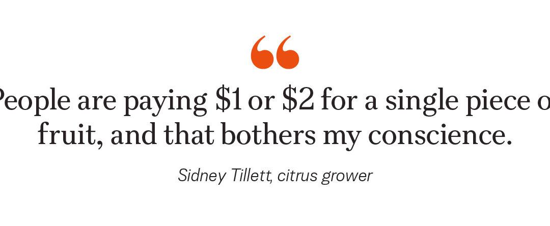 How a Tiny Insect Decimated Florida’s Citrus, and What Orchardists Are Doing About It