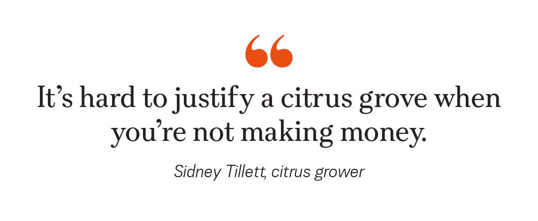 How a Tiny Insect Decimated Florida’s Citrus, and What Orchardists Are Doing About It