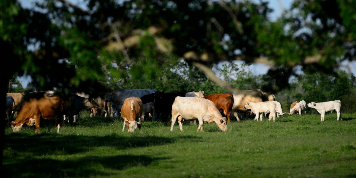 Cattle feed in Mississippi Mills, Ont., in a file photo. (The Canadian Press/Sean Kilpatrick)