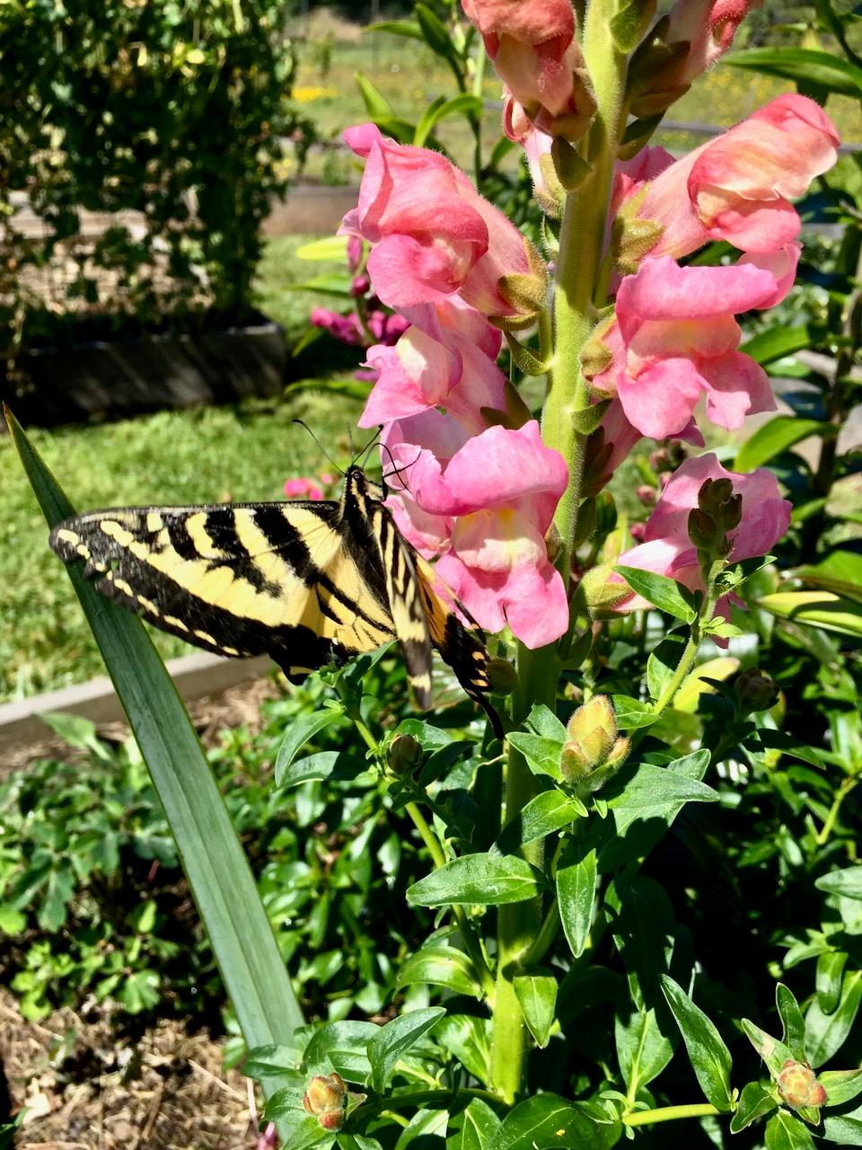 Snapdragons attract pollinators such as bees to the garden. Removing spent blooms can encourage them to flower more throughout the season. (Eric Lucas)