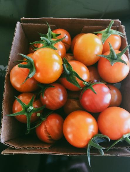 Tomatoes are ready for harvest when they develop full color and a slight softness. (Eric Lucas)