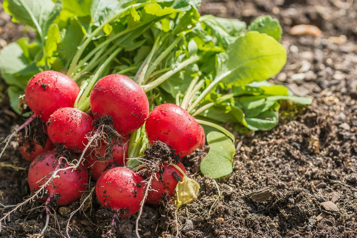 From Easy Beans to Impossible Radishes: The Gardener’s Easy-to-Hard Growing Guide