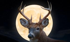 The Full ‘Buck Moon’ Will Join Dual Meteor Showers and Pluto to Grace the Night Sky in July