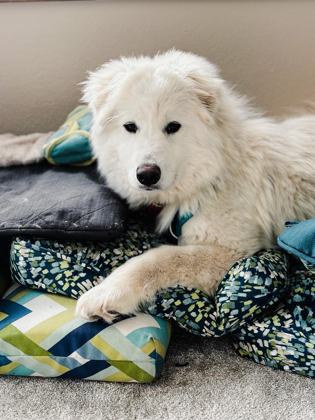 Valentina is currently in a short-term foster home and looking for her forever home. She was the only fear level 4 dog. She still has a long way to go, but she’s wagging her tail and looking for affection. (Timothy Gebhart)