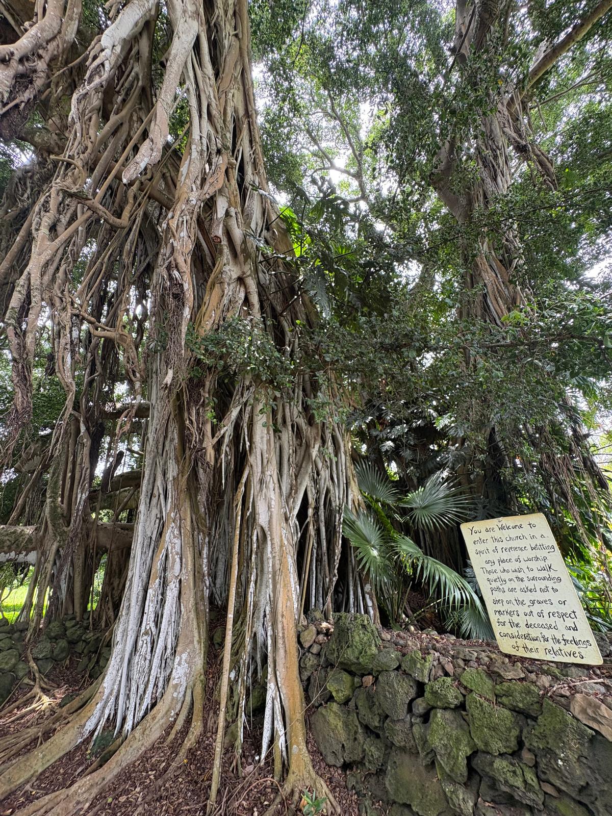 The tall trees and serene beauty of the church and surrounding graveyard contrast with the tragedies Lindbergh faced. (Deena Bouknight)