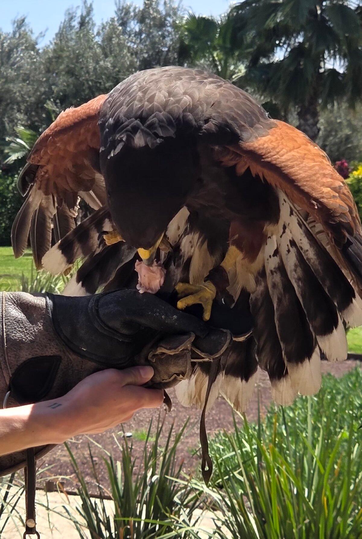 A master falconer trains hawks to keep rodents out of the vineyards at El Cielo Resort and Winery in northern Baja California, Mexico. (Photo courtesy of Jim Farber)