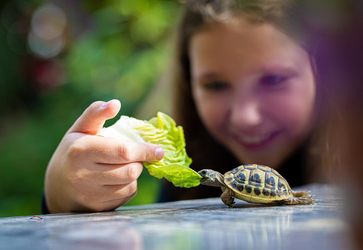 Pet Turtles Carry Salmonella