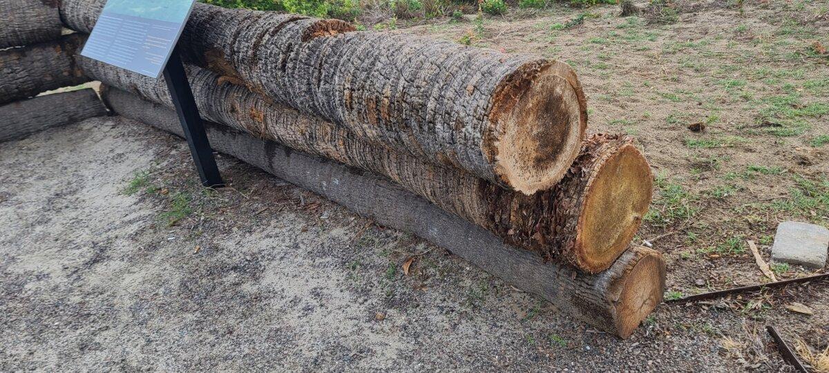 Palmetto logs, such as these, were used to fortify outposts during the Battle of Sullivan's Island. (Alan Wakim)