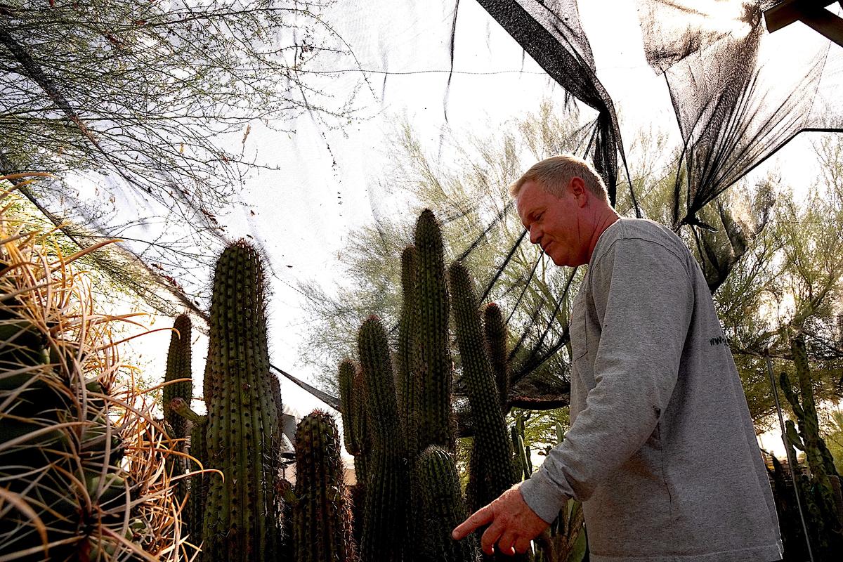 Adam Vickers, 47, better known as The Cactus Doctor, examines rescued Saguaro cactus under protective netting in Phoenix on June 23, 2026. (Allan Stein/The Epoch Times)