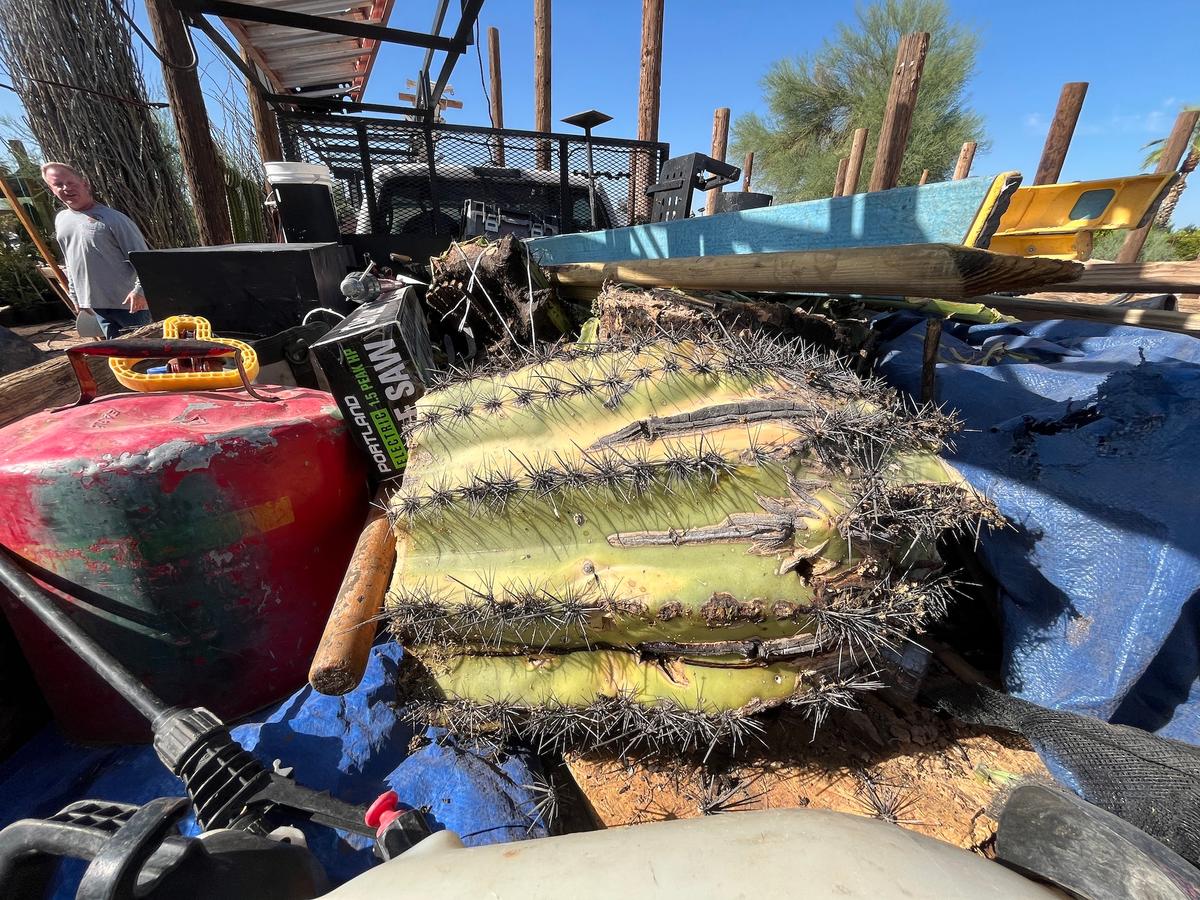 Pieces of a recently removed saguaro cactus sit in the back of Adam Vicker's pickup truck at The Cactus Doctor in Phoenix on June 23, 2026. (Allan Stein/The Epoch Times)
