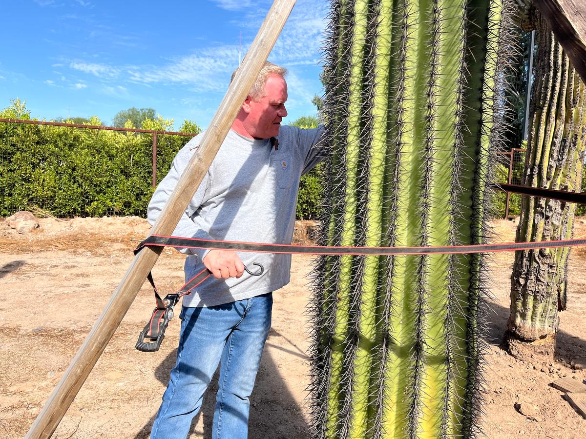 Adam Vickers, widely known as The Cactus Doctor, gets to work securing a rescued saguaro cactus in Phoenix on June 23, 2026. (Allan Stein/The Epoch Times)