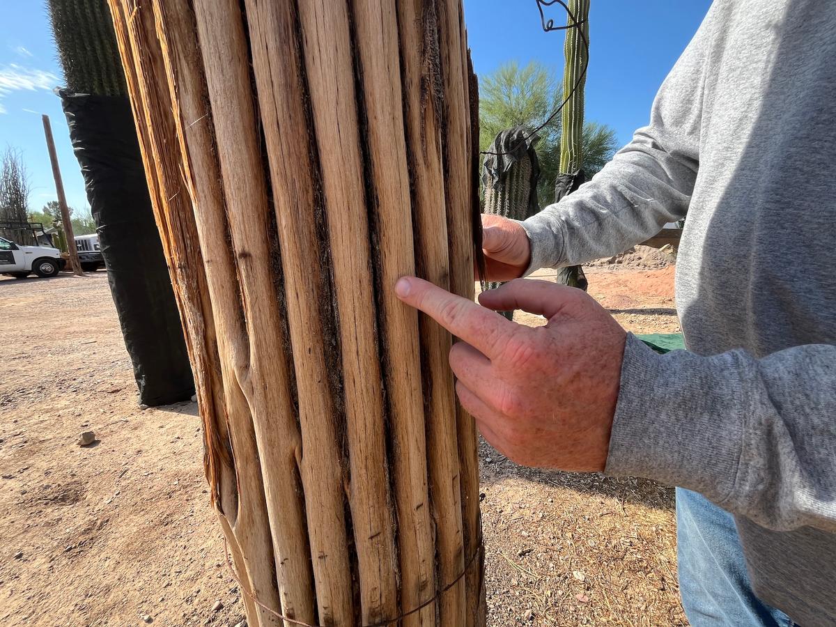 Adam Vickers points to the intricate "ribs" of a dead saguaro cactus in Phoenix on June 21, 2026. (Allan Stein/The Epoch Times)