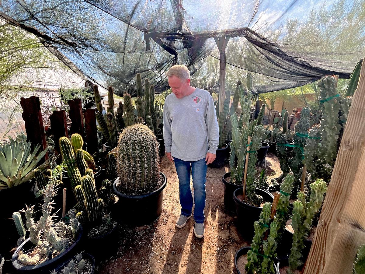 Adam Vickers walks among the rescued cacti in his "cactus garden" at The Cactus Doctor in Phoenix on June 23, 2026. (Allan Stein/The Epoch Times)