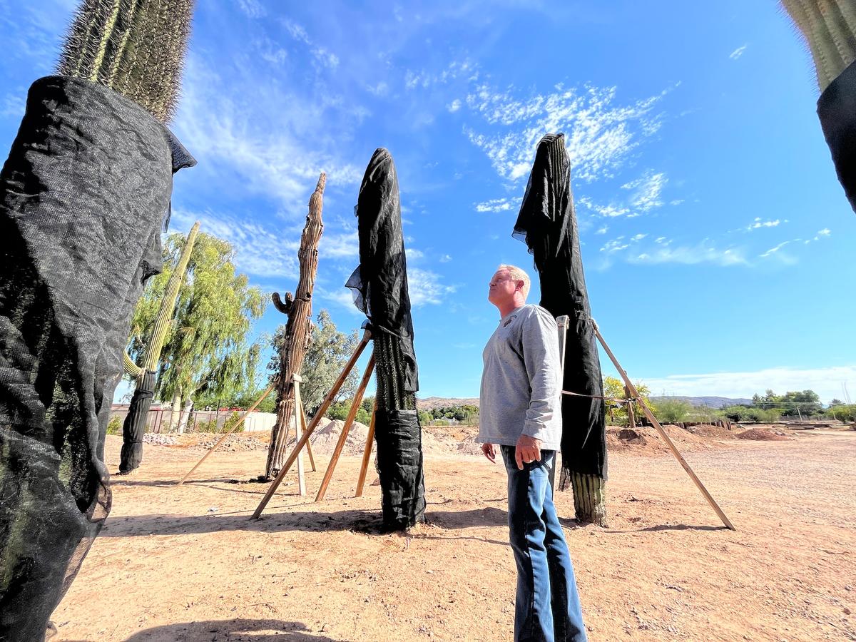 Adam Vickers looks up at a towering saguaro cactus wrapped in protective netting in Phoenix on June 23, 2026. (Allan Stein/The Epoch Times)