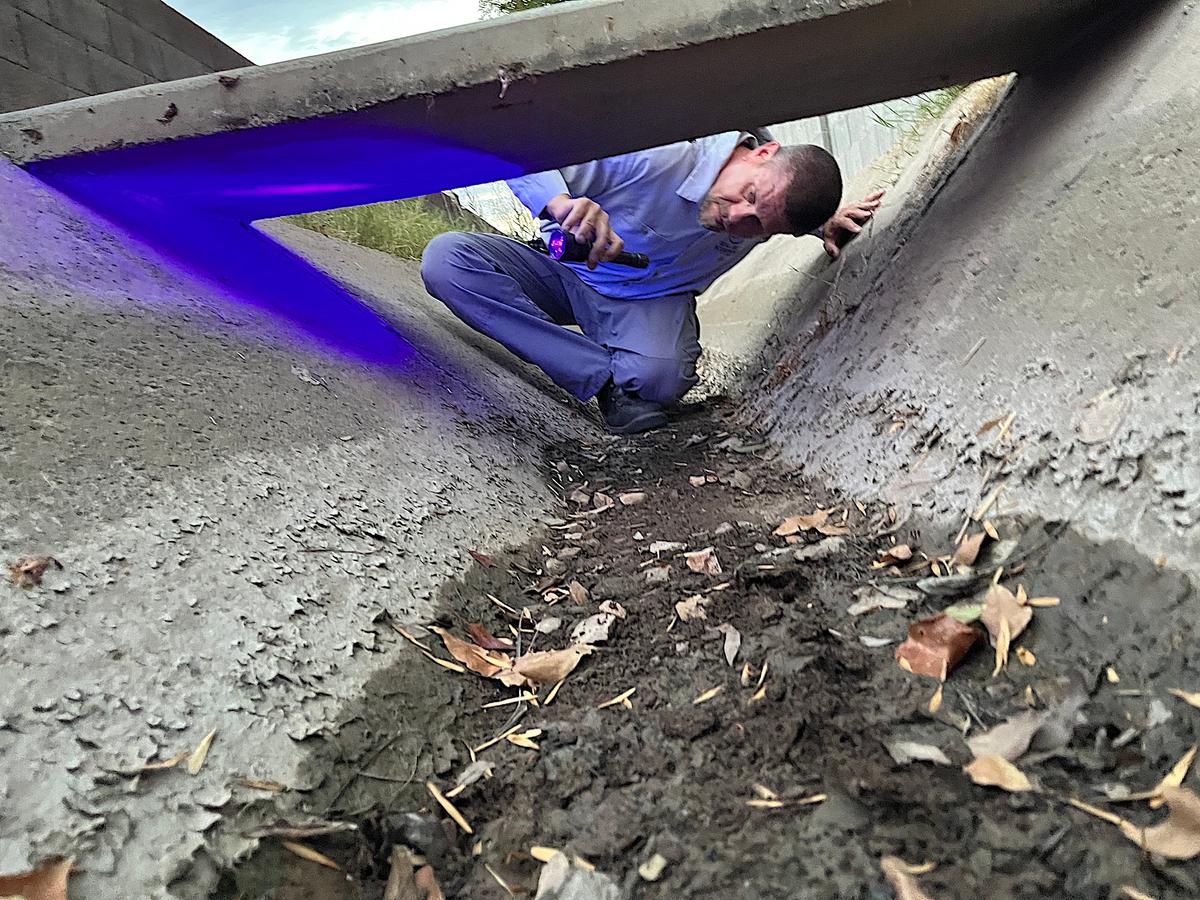 Senior scorpion specialist Mike Golleher points an ultraviolet flashlight under a drainage canal crossing in Tempe, Ariz., on June 24, 2026. (Allan Stein/The Epoch Times)