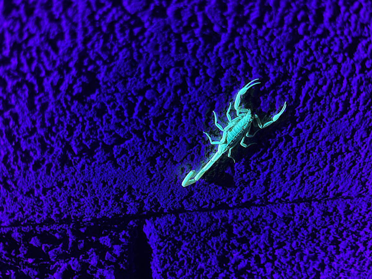 An adult bark scorpion, the most venomous scorpion in the United States, shines a bright blue-green under a UV flashlight in Tempe, Ariz., on June 24, 2026. (Allan Stein/The Epoch Times)