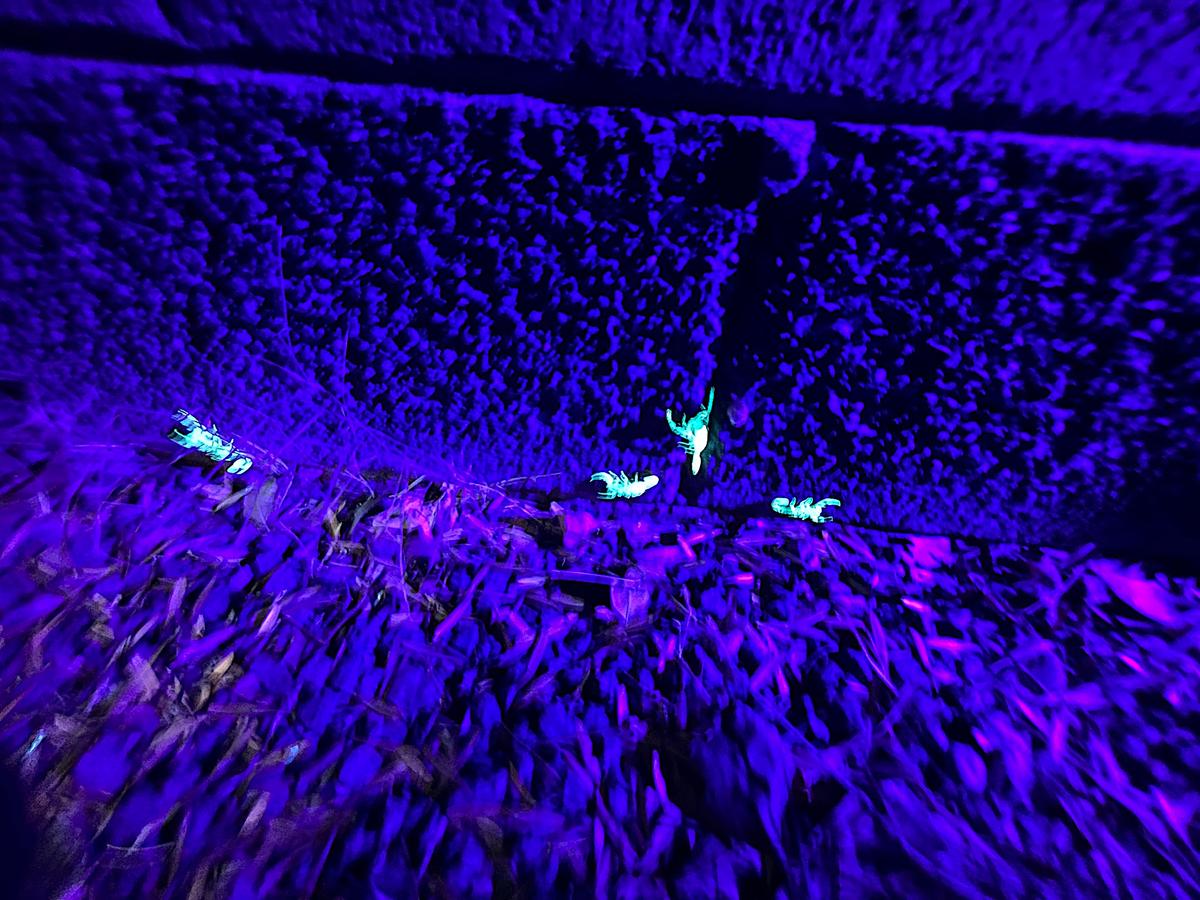 More poisonous bark scorpions appear on a concrete canal wall in the fading twilight in Tempe, Ariz., on June 24, 2026. (Allan Stein/The Epoch Times)