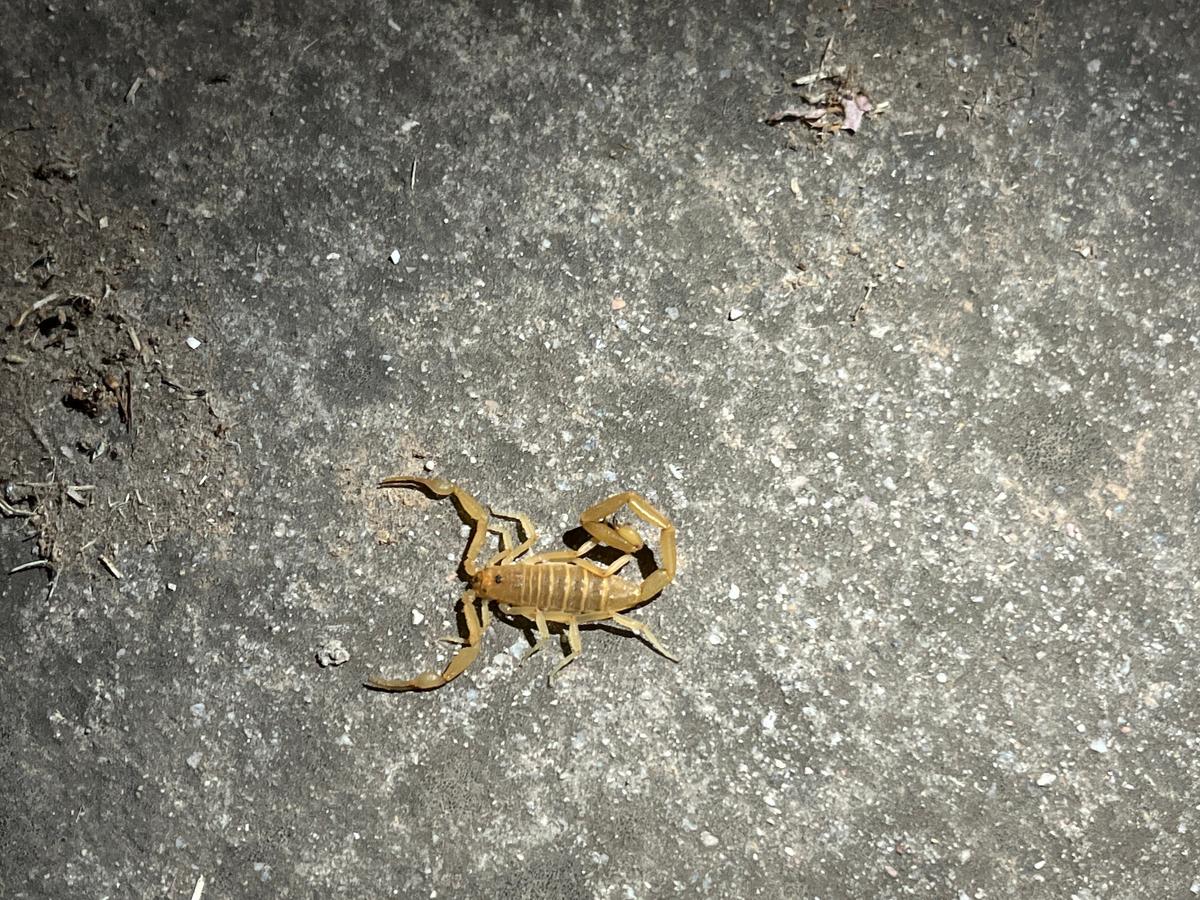 A bark scorpion as it appears under full spectrum light in Tempe, Ariz., on June 24, 2026. (Allan Stein/The Epoch Times)