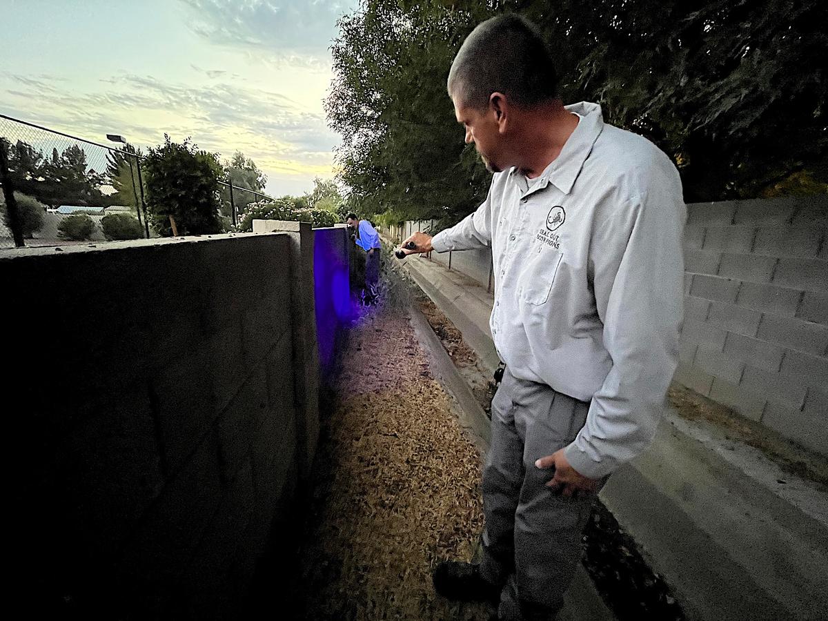 Senior scorpion specialist Mike Golleher checks for bark scorpions along the surface of a canal wall in Tempe, Ariz., on June 24, 2026. (Allan Stein/The Epoch Times)