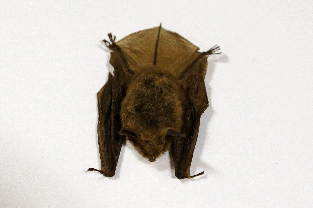 Doctors Detail 2024 Ontario Child Rabies Death, Warn Public About Contact With Bats