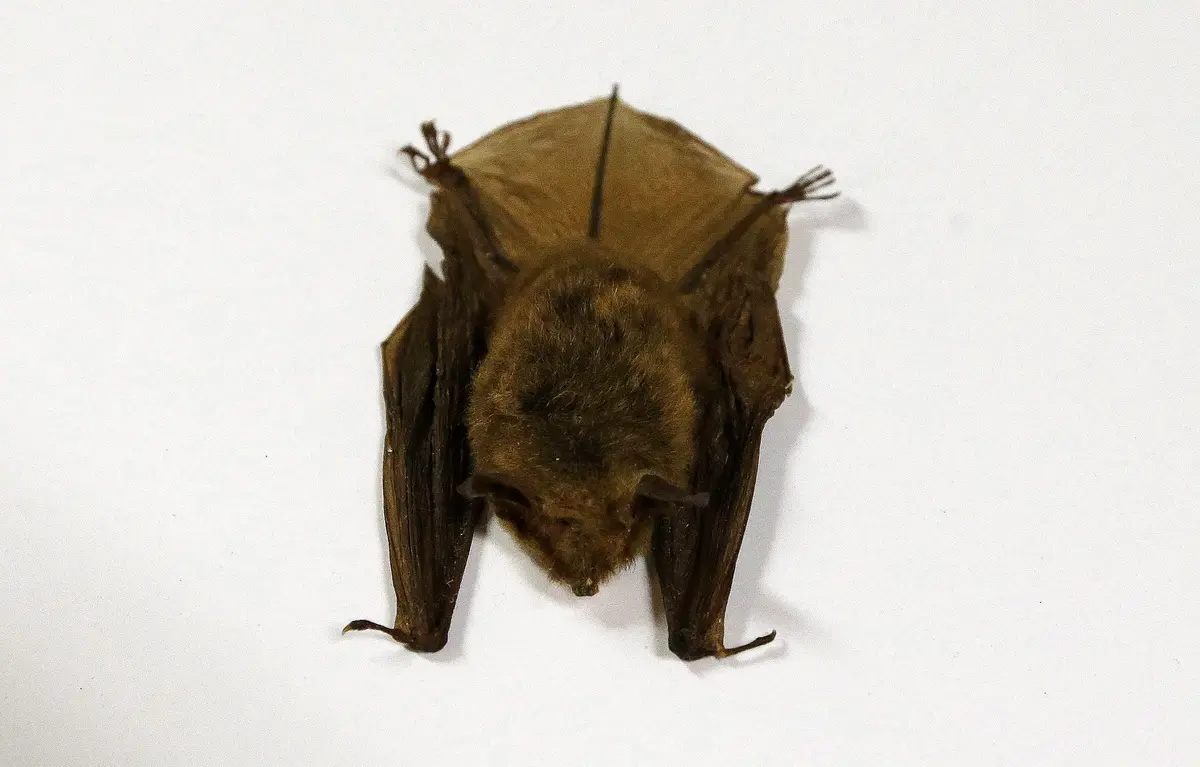 Doctors Detail 2024 Ontario Child Rabies Death, Warn Public About Contact With Bats