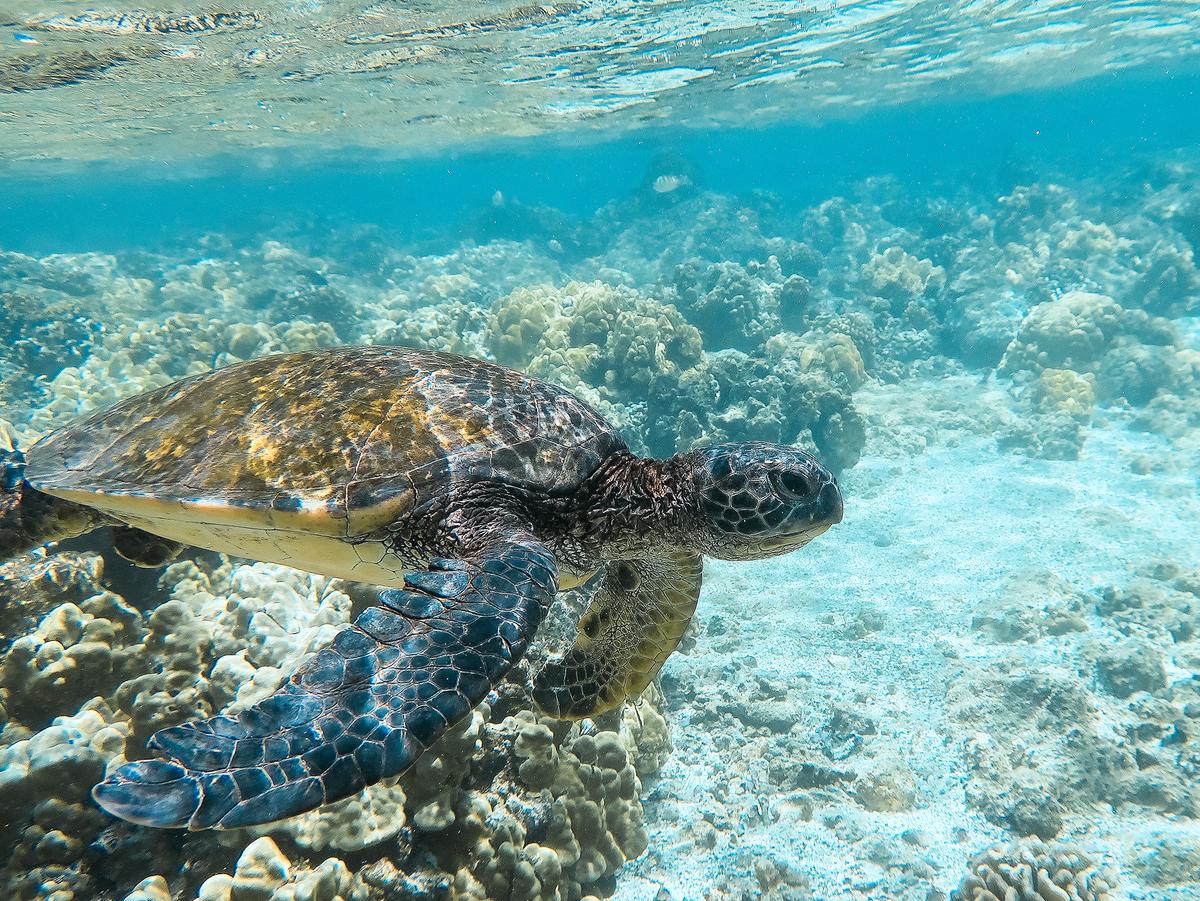 Hilo's sheltered shoreline offers some of the Big Island's most accessible snorkeling, and Hawaiian green sea turtles are frequently seen feeding or resting in protected coastal waters. (Kevin Revolinski)