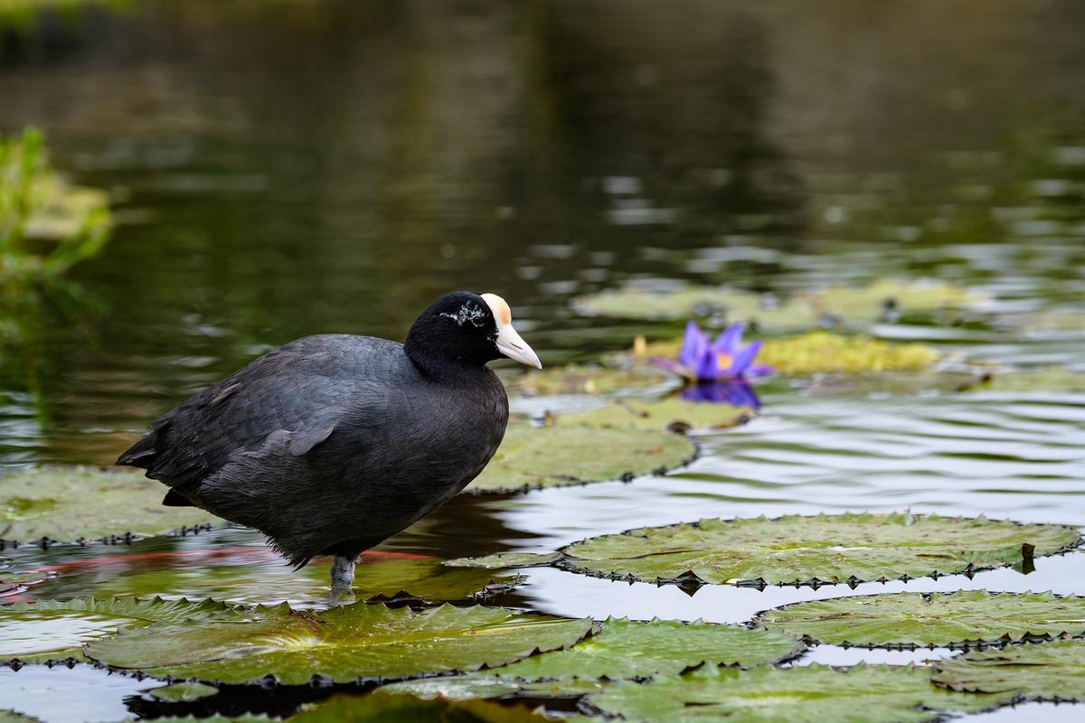 Coastal wetlands provide critical habitats for the Hawaiian coot and other bird species, many of which exist nowhere else on earth. (knelson20/Shutterstock)