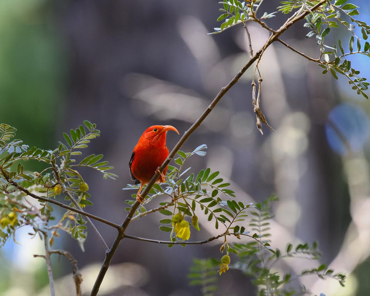 The native 'i'iwi's curved bill is especially suited for feeding on nectar from 'ōhi'a flowers. (Christopher Hall/Getty Images)