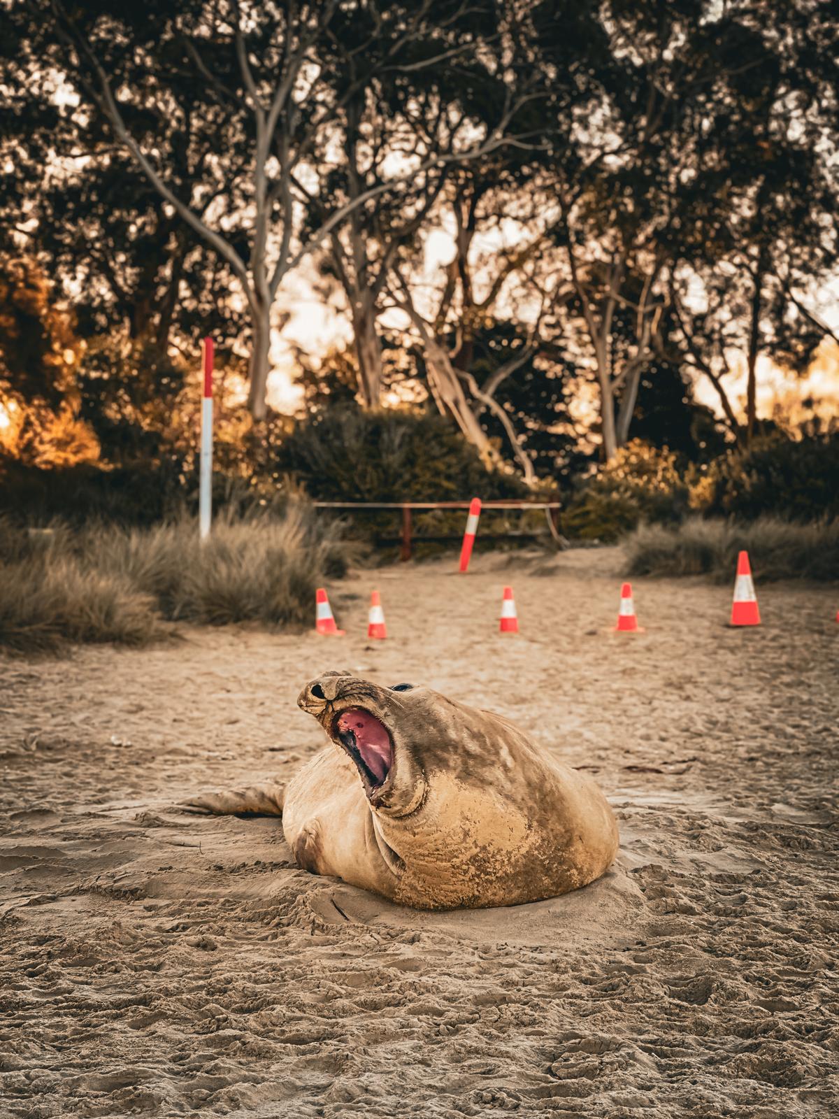 Neil the seal rests up on the beach in Tasmania. (Courtesy of Prisca Roselyn Kwa)
