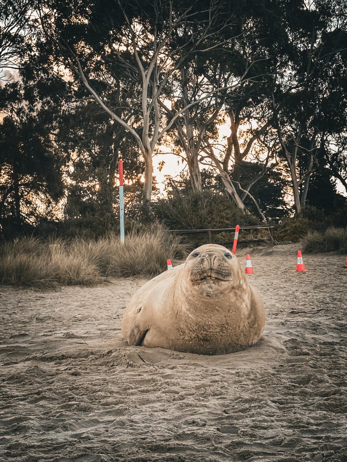 Neil the seal rests up on the beach in Tasmania. (Courtesy of Prisca Roselyn Kwa)