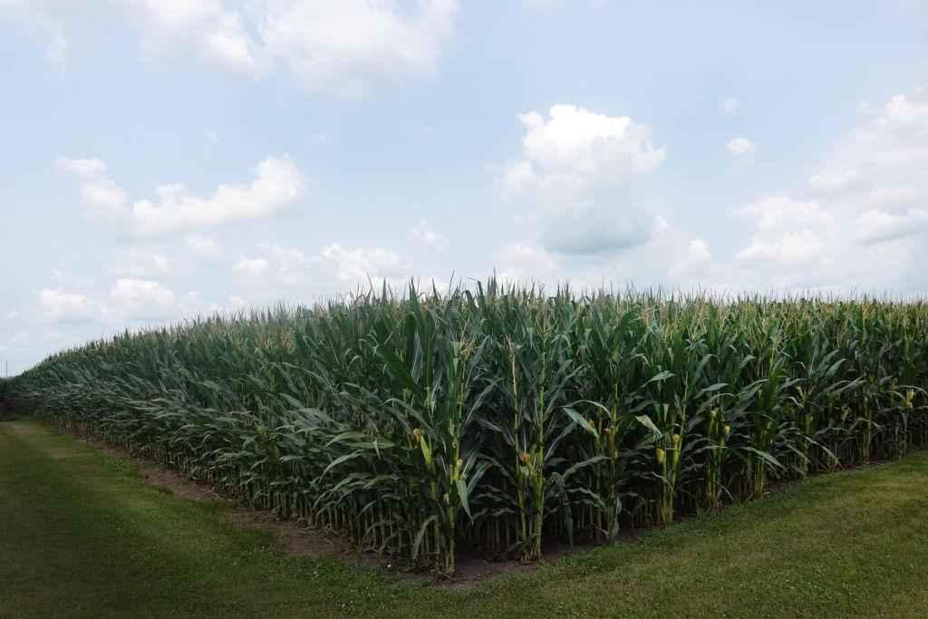 Farm Subsidies Turned the Corn Belt Into a Food Desert
