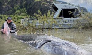 ‘Historic Moment’: Fraser River Anglers Reel in Record-Breaking Sturgeon Nearly 12 Feet Long