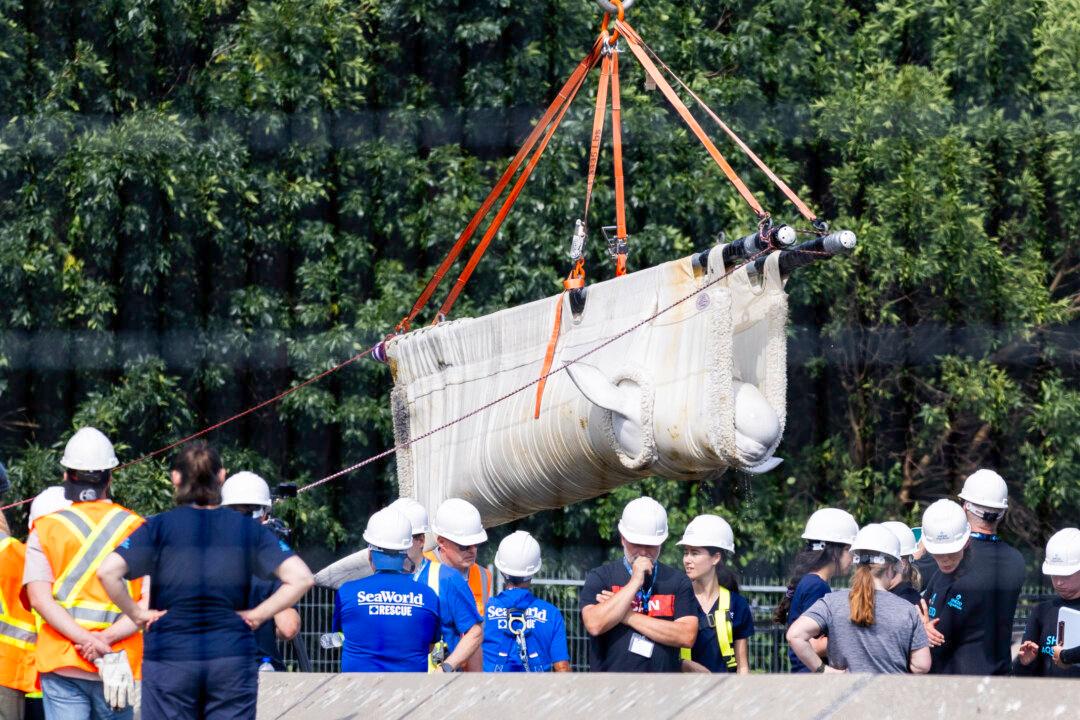 Six Whales Moved out of Marineland in ‘Complex’ Operation, Headed to US Aquariums