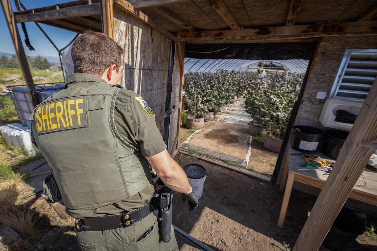 In Photos: Officers Find One of Many Pesticide-Riddled Marijuana Grow Operations in California