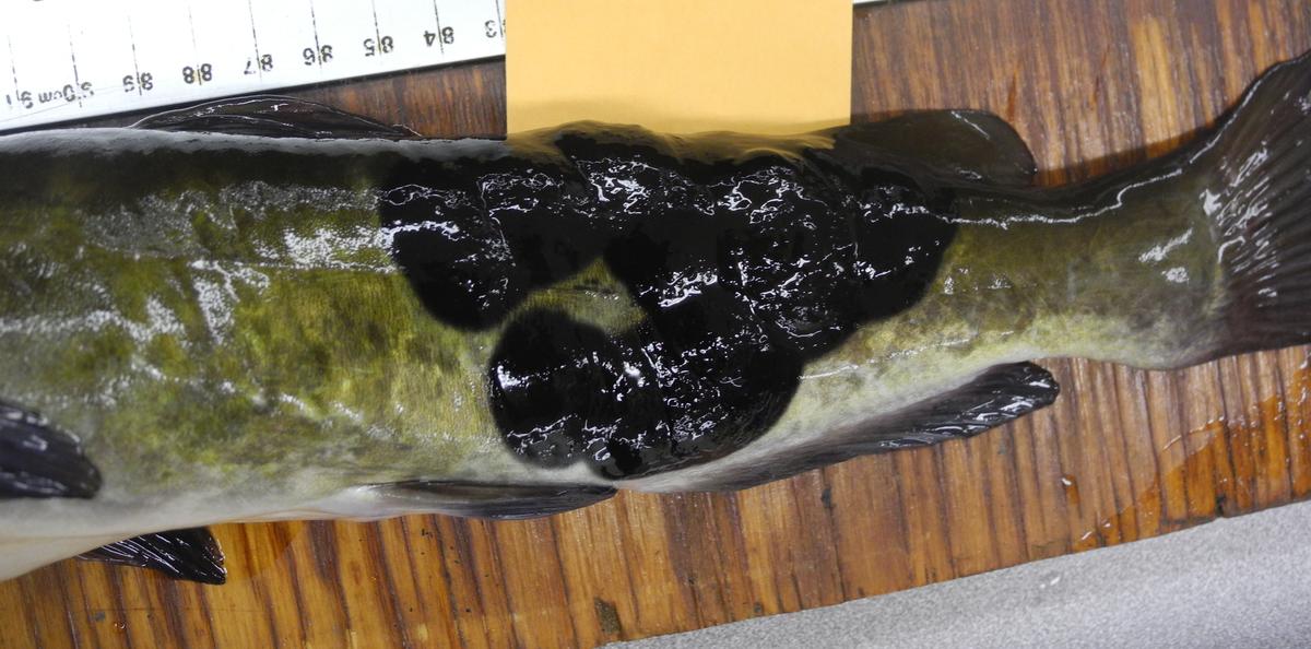 Canadian and US Fish Found With Rare Contagious Skin Cancer