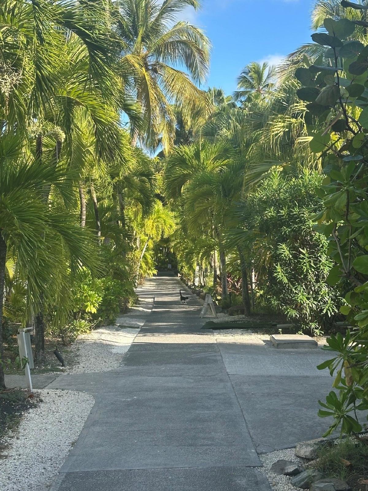 A lush sea-grapes and palm-tree-lined path at the Carlisle Bay Resort in Antigua creates a soothing walkway. (Photo courtesy of Candyce H. Stapen)