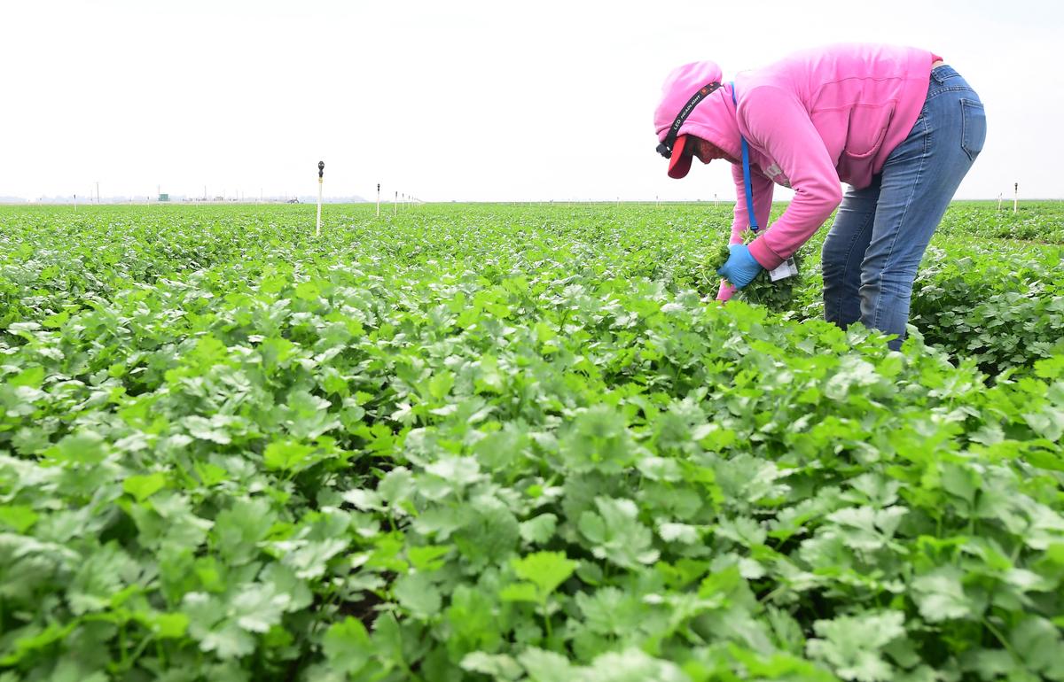 Parsley, Cilantro May Be Behind Some Cyclosporiasis Cases: North Carolina Officials