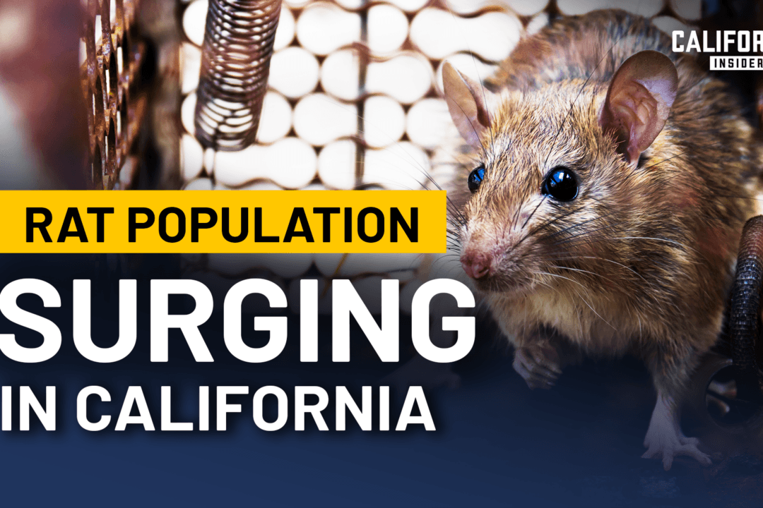 Why California’s Rat Problem Keeps Growing | Panel
