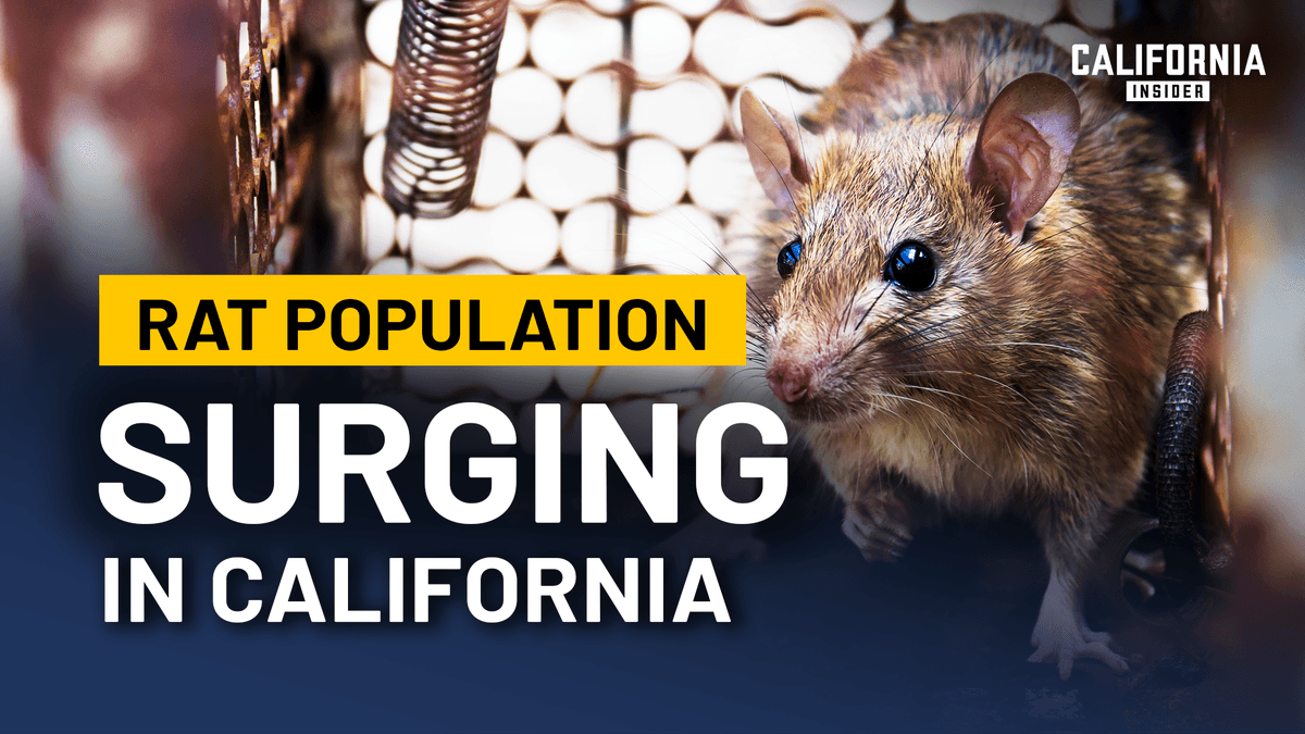 Why California’s Rat Problem Keeps Getting Harder to Control | Panel