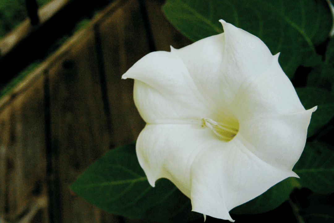 Planting a Summer Moon Garden