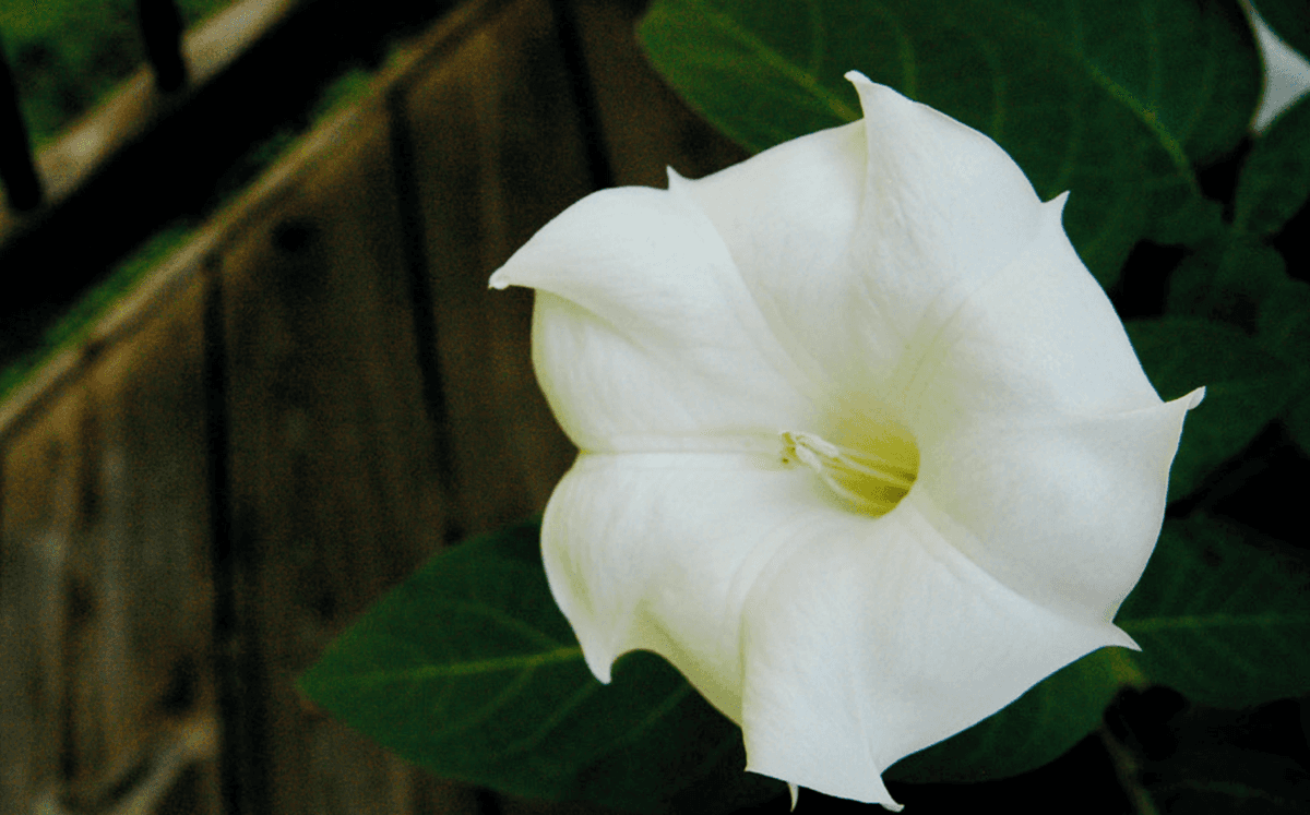 Planting a Summer Moon Garden