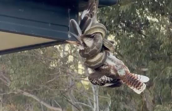 Back From the Brink: Is This Australia’s Luckiest Kookaburra?