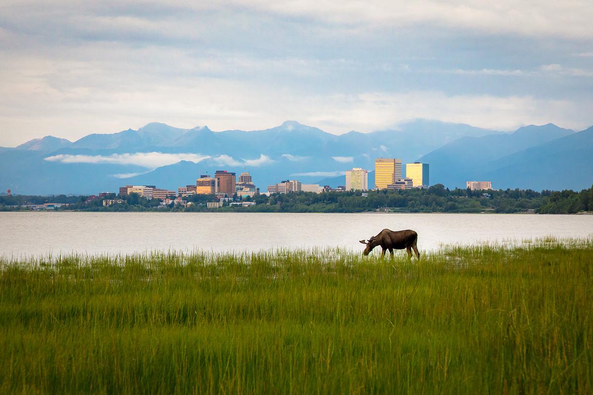 Urban wildlife: It’s not uncommon to spot a moose quietly grazing in open fields in Anchorage. (BILD LLC/Shutterstock)