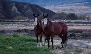 ‘It Takes a Village’: Okanagan Community Rallies to Rescue Horses From Wildfire